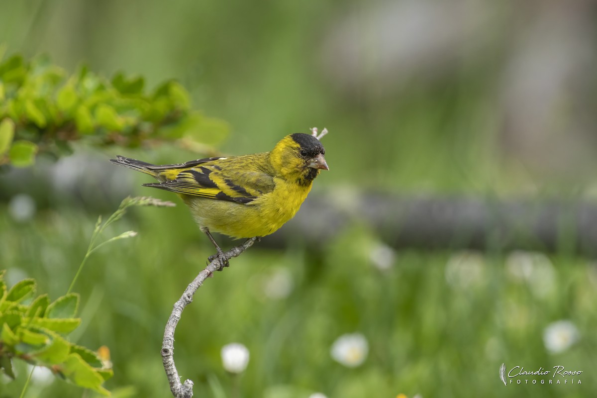 Black-chinned Siskin - ML629824496