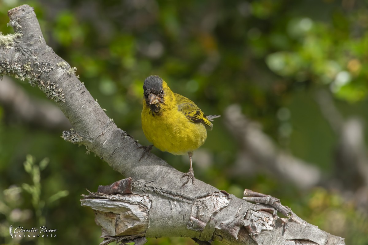 Black-chinned Siskin - ML629824499