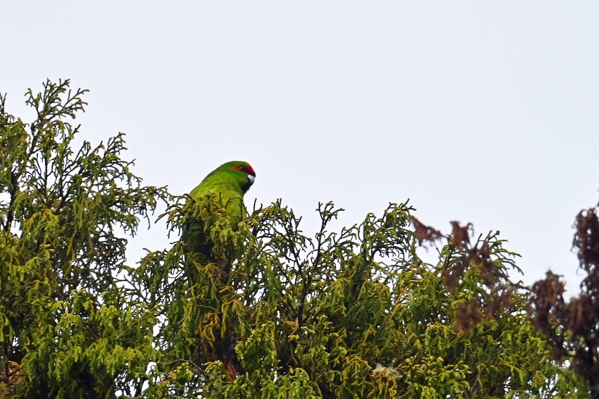 Red-crowned Parakeet - ML629824747