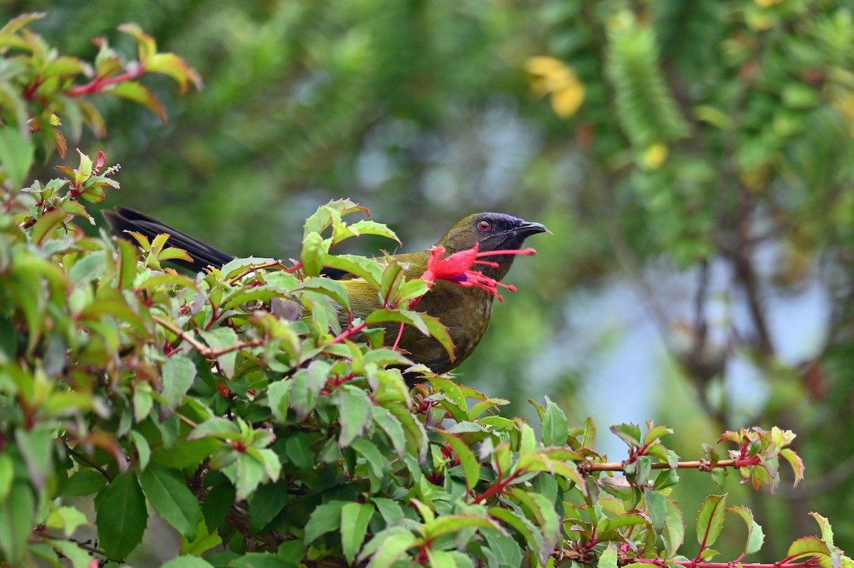 New Zealand Bellbird - ML629824755