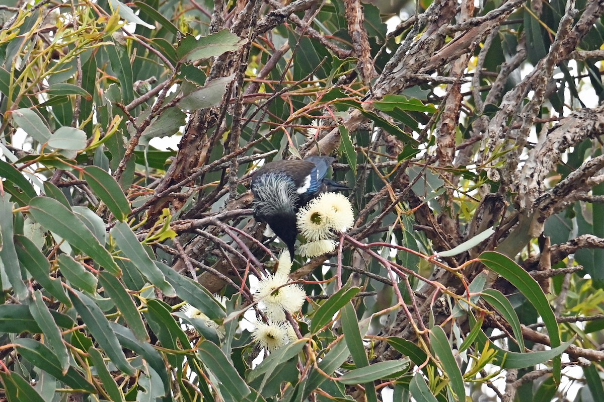 Tui - ML629824764