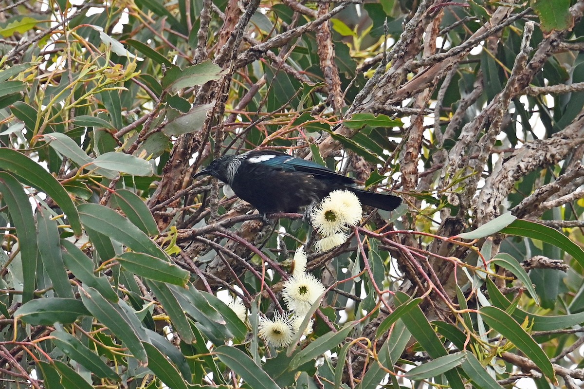 Tui - ML629824766