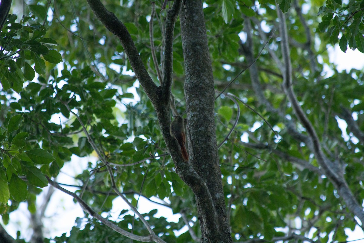 Olivaceous Woodcreeper - ML629824848