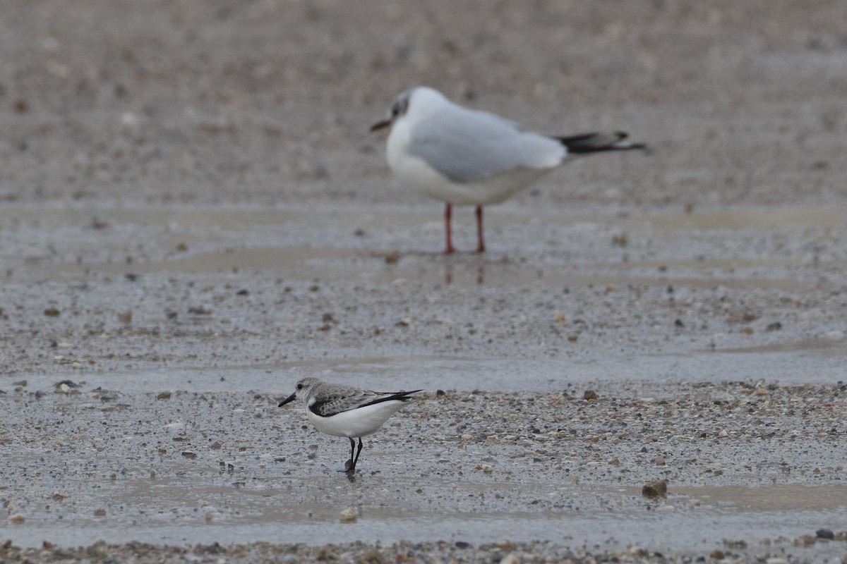 Sanderling - ML629825319