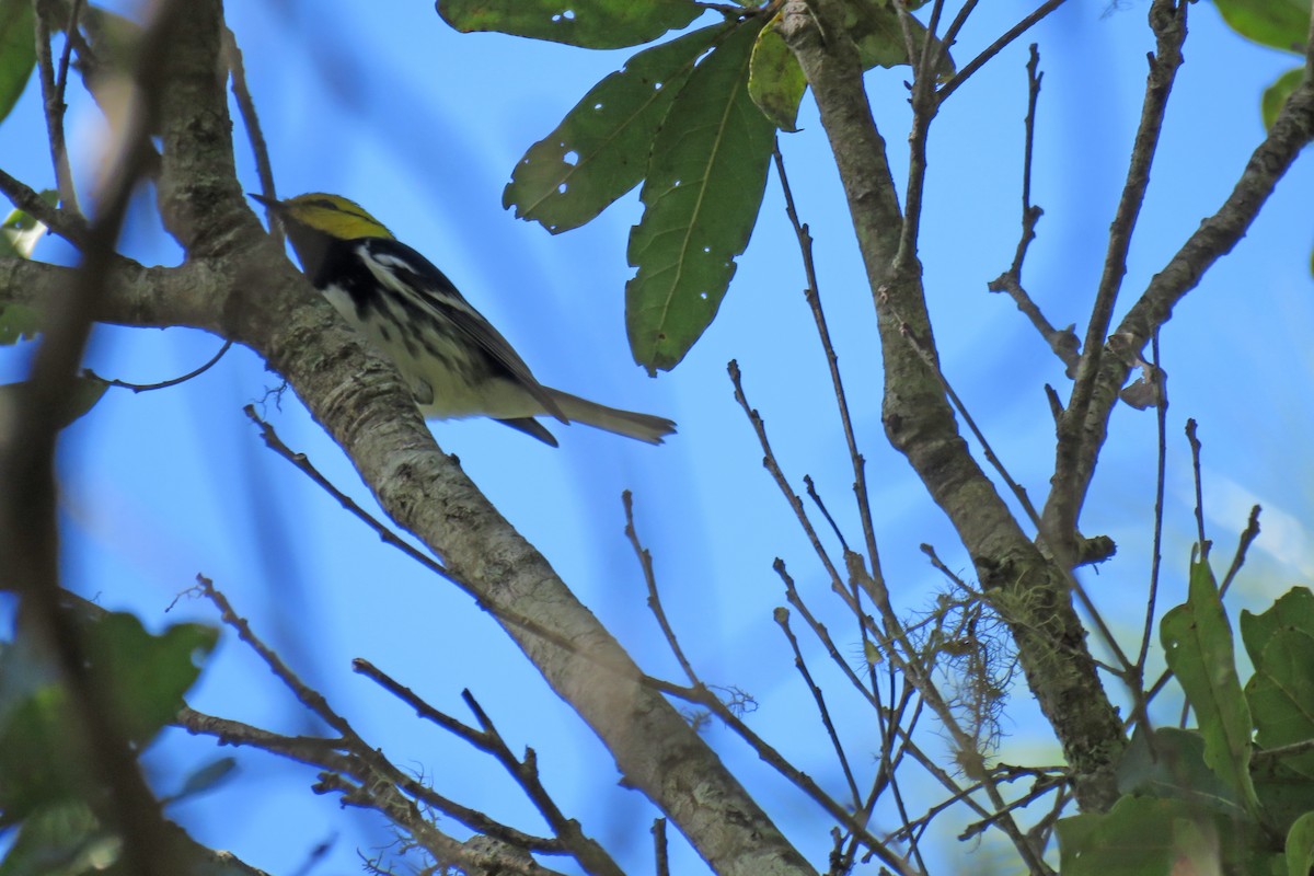 Golden-cheeked Warbler - ML629825350