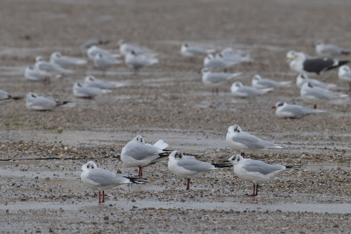 Black-headed Gull - ML629825366