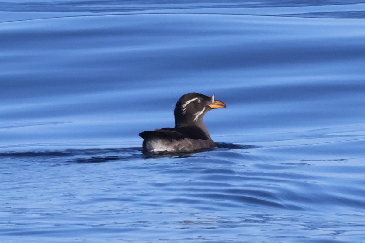 Rhinoceros Auklet - ML629825513