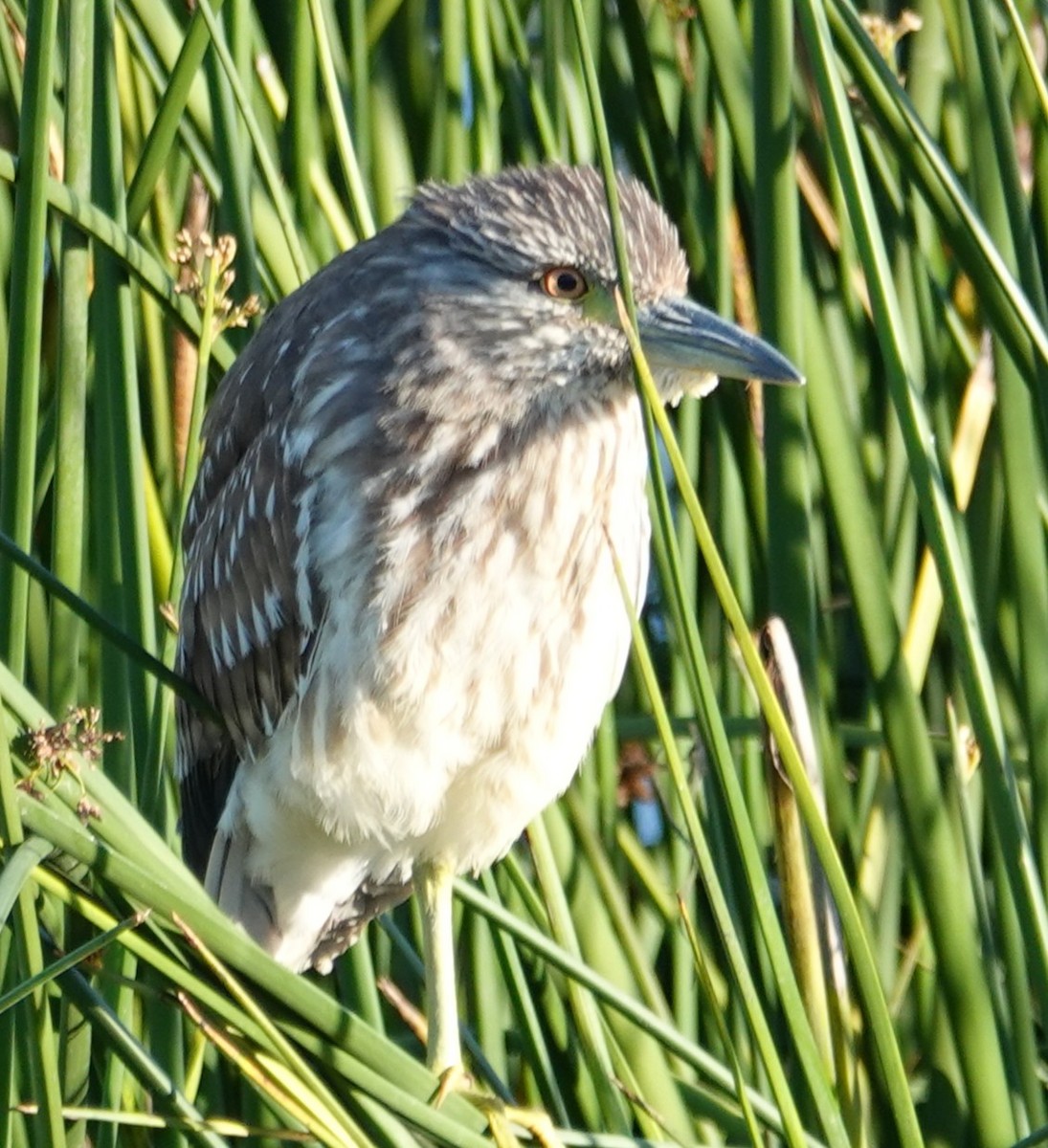 Black-crowned Night Heron - ML629825566