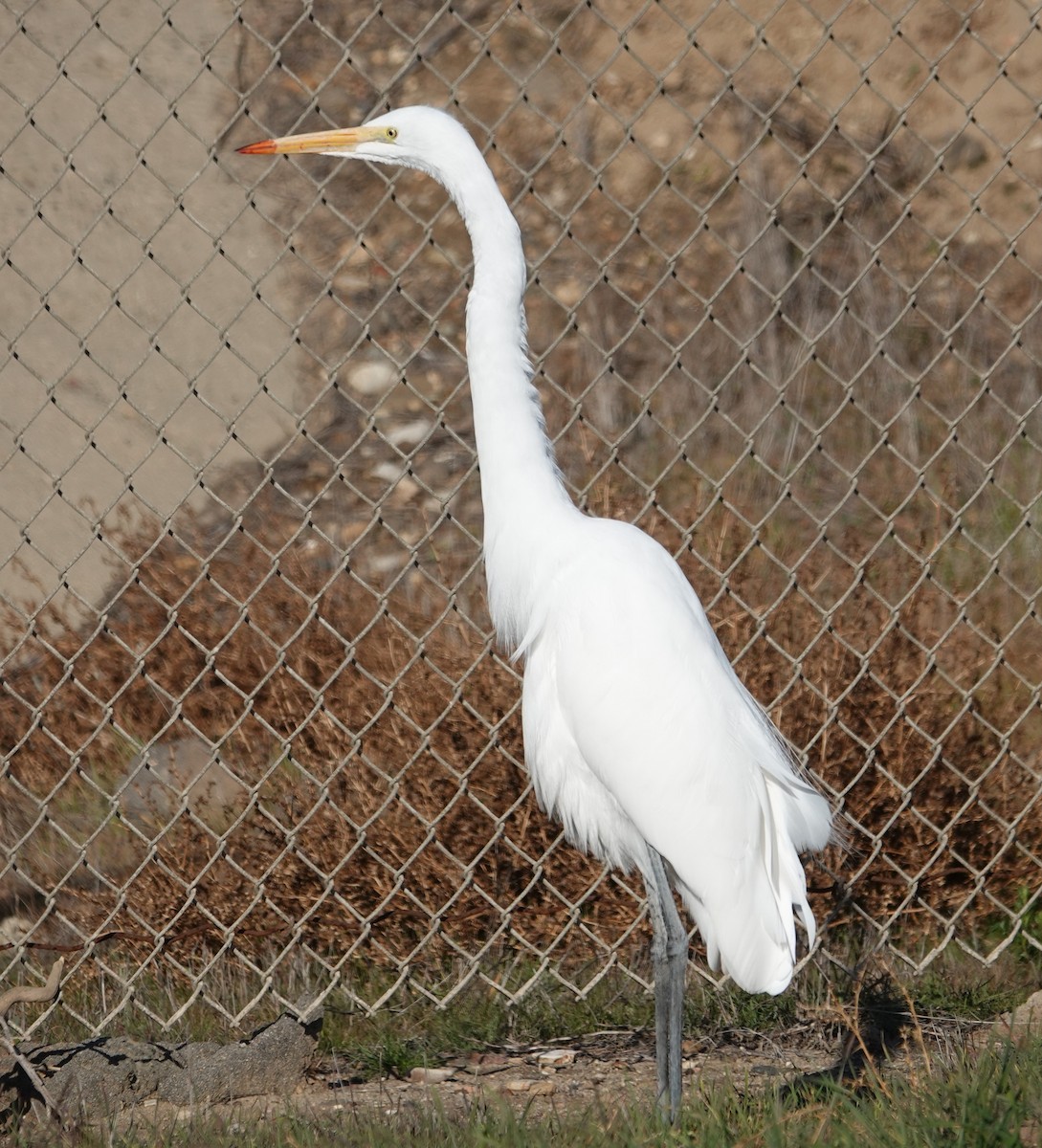 Great Egret - ML629825584