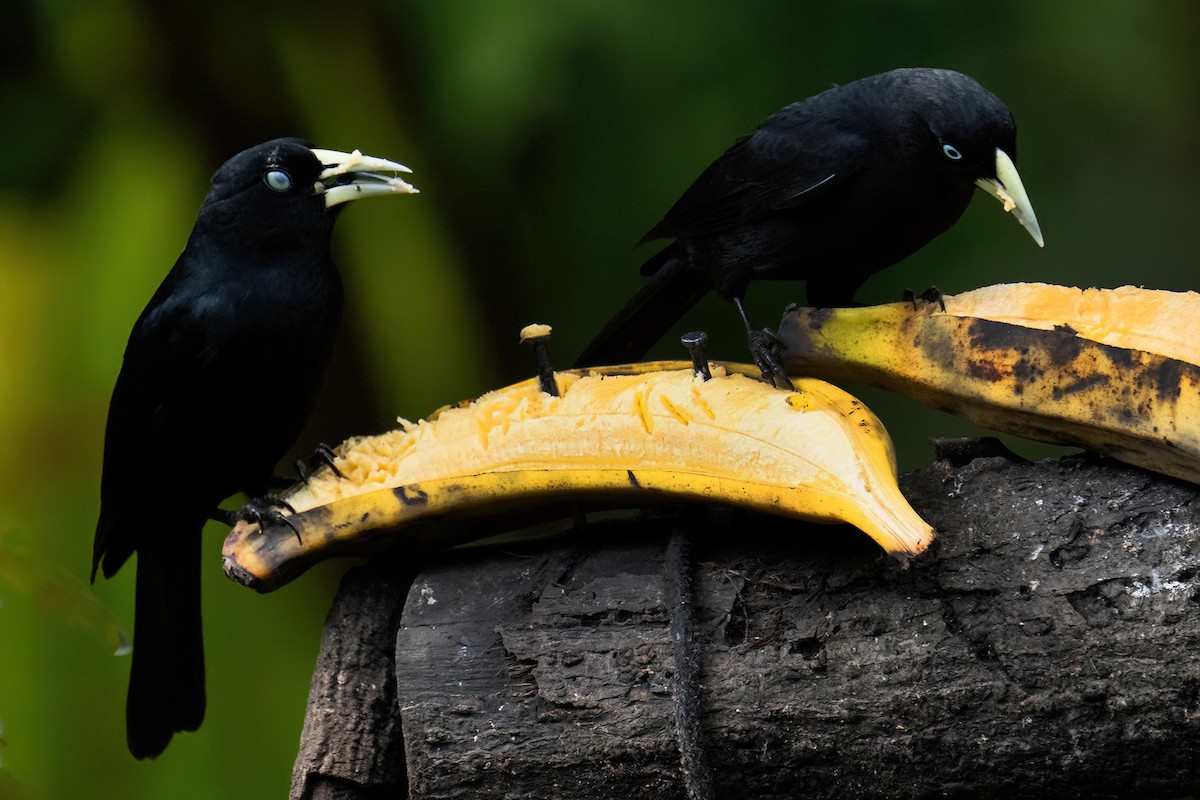 Yellow-billed Cacique - ML629825612