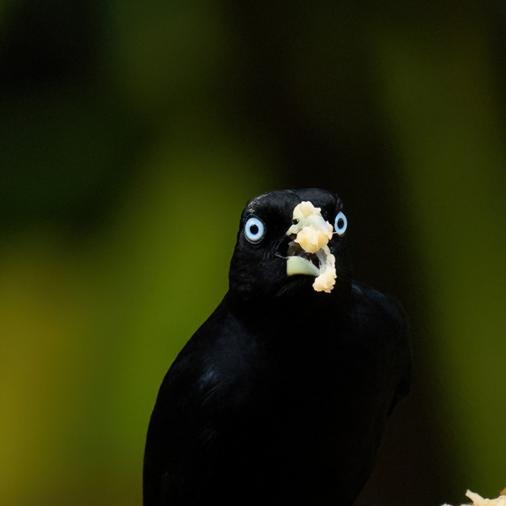 Yellow-billed Cacique - ML629825613