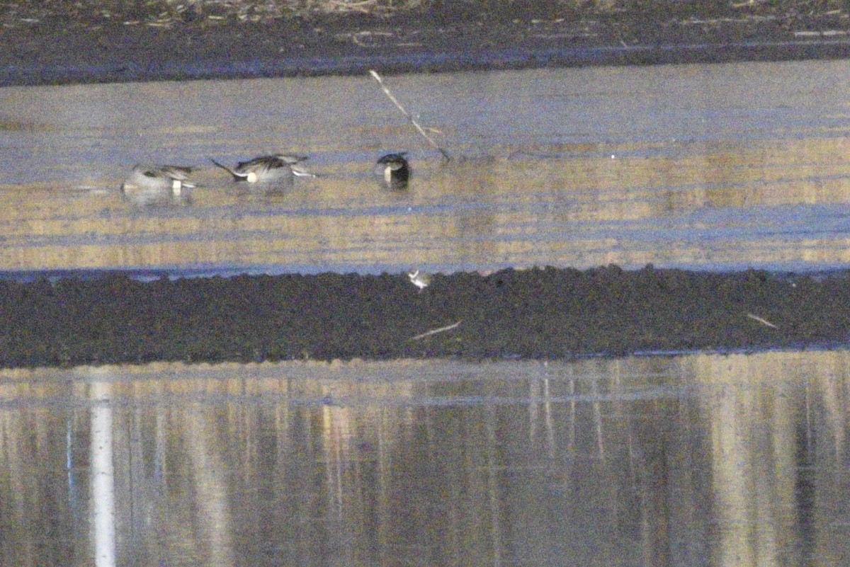 Semipalmated Plover - ML629825631