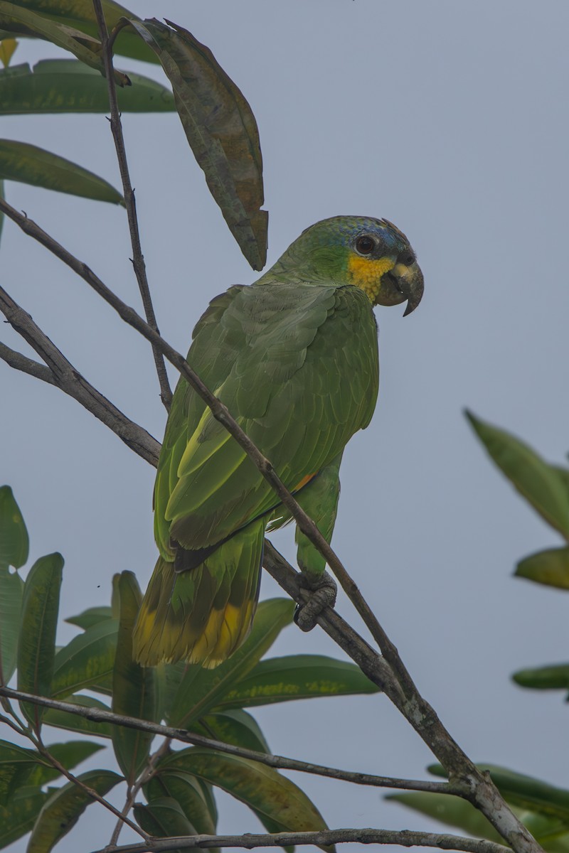Orange-winged Amazon - ML629825913