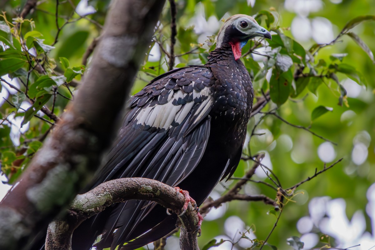 Red-throated Piping-Guan - ML629825926