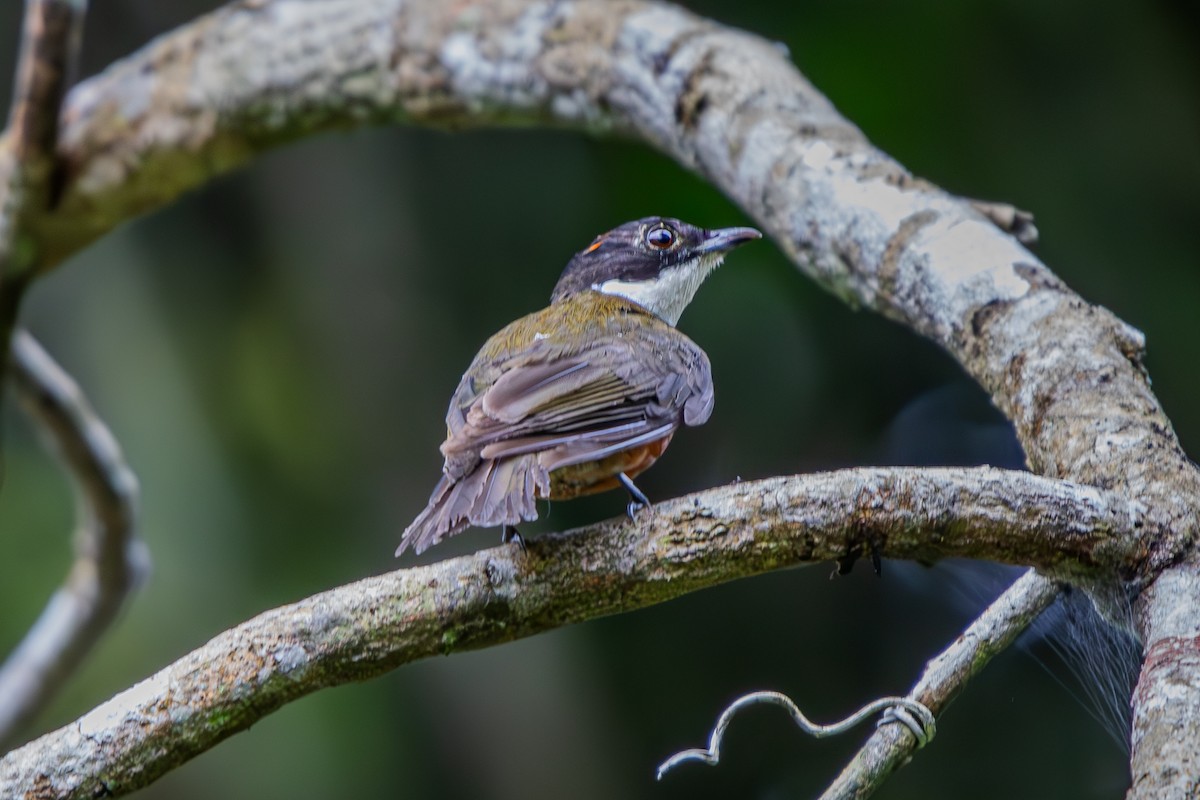 Flame-crowned Manakin - ML629825929