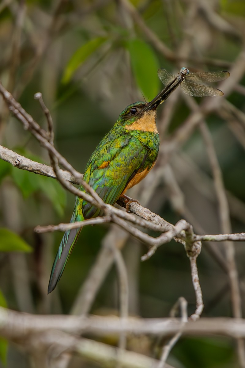 Rufous-tailed Jacamar - ML629825933