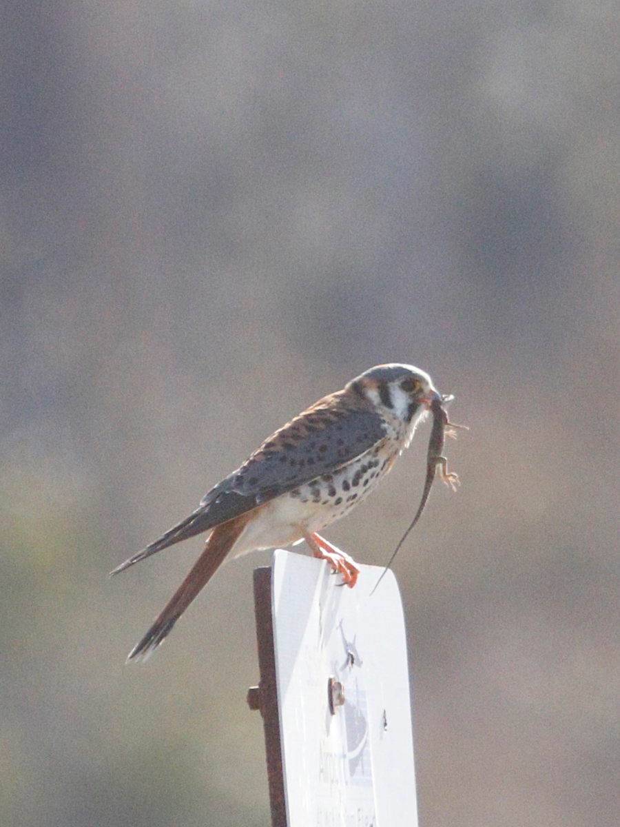 American Kestrel - ML629825936