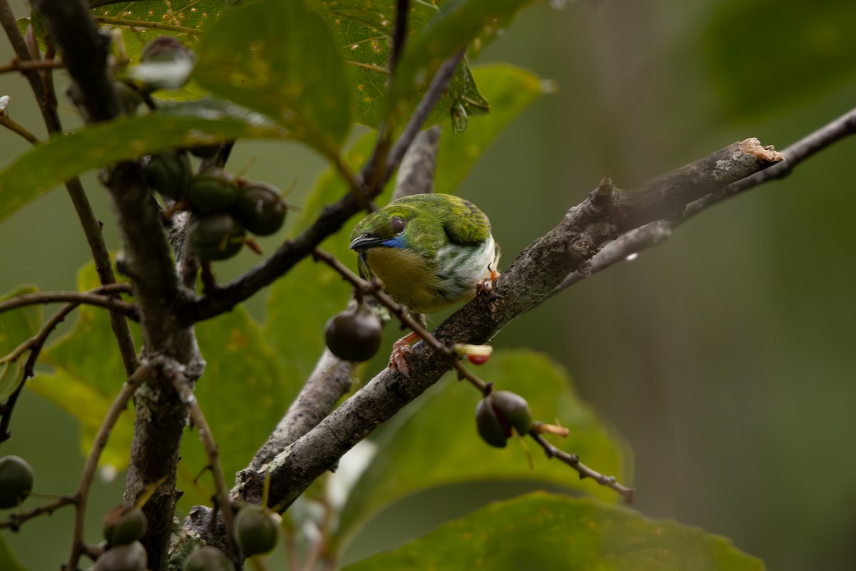 Short-billed Honeycreeper - ML629825945