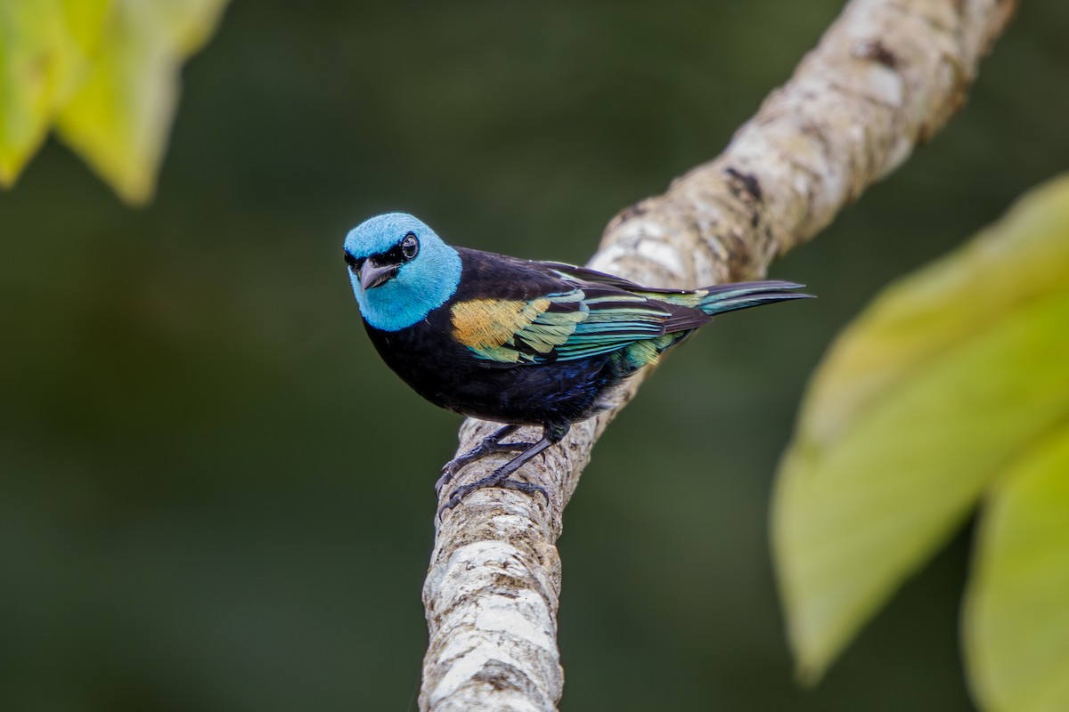 Blue-necked Tanager - ML629825948