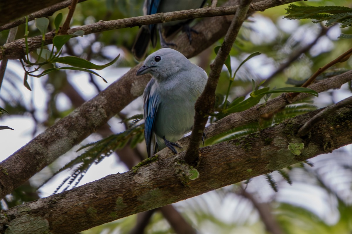 Blue-gray Tanager - ML629825954