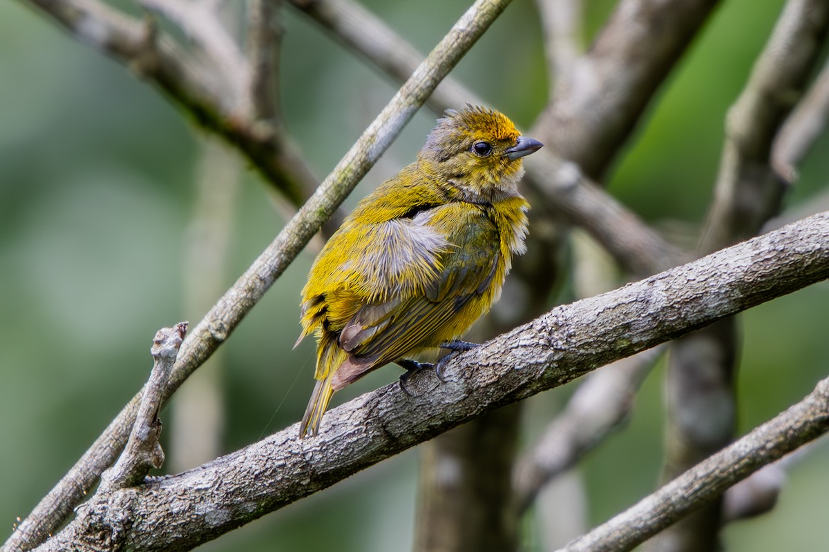 Orange-bellied Euphonia - ML629825975