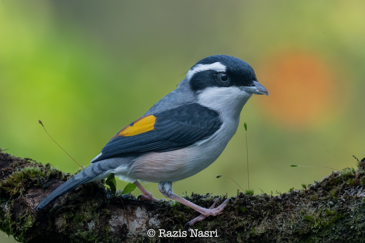 White-browed Shrike-Babbler (Blyth's) - ML629826219