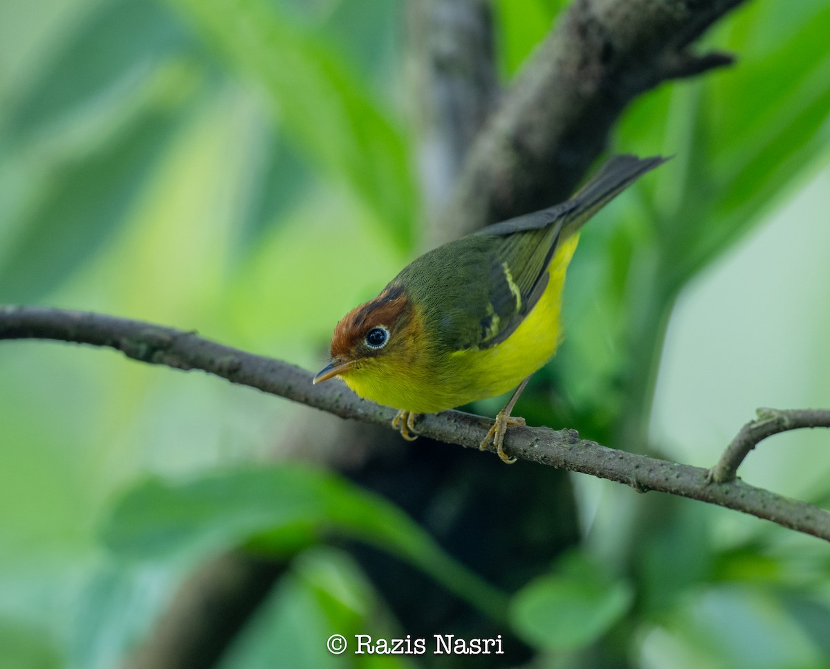 Yellow-breasted Warbler - ML629826237