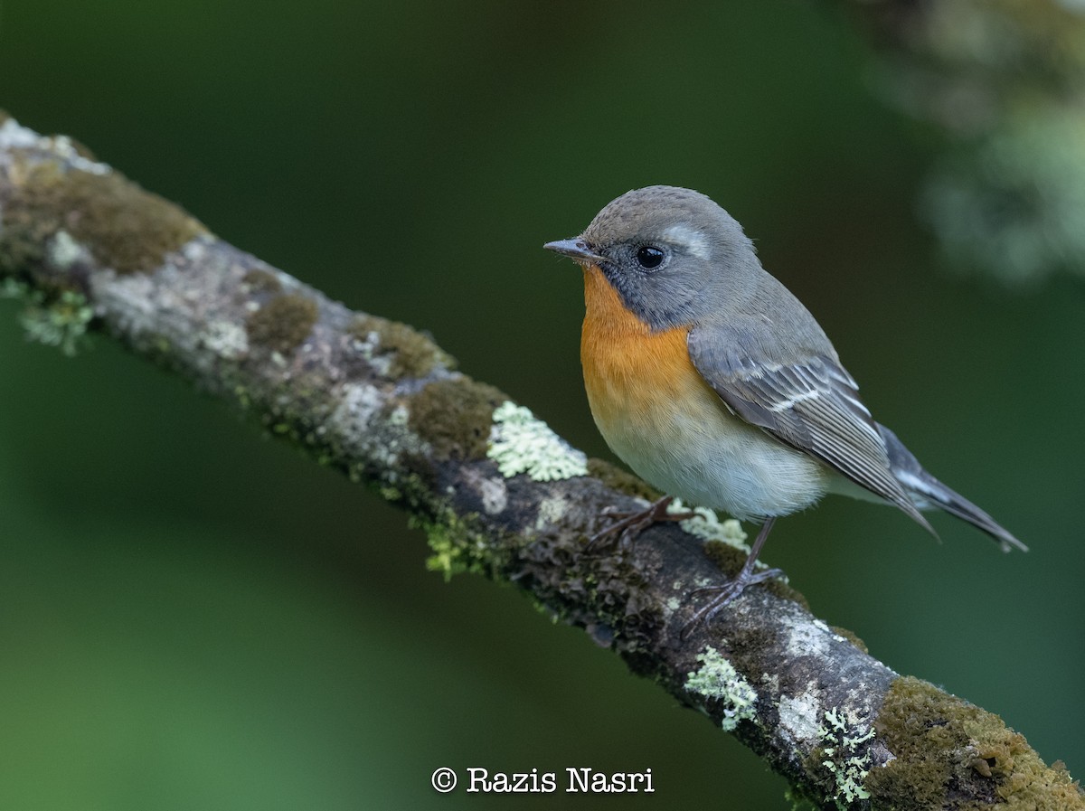 Pigliamosche mugimaki - ML629826269