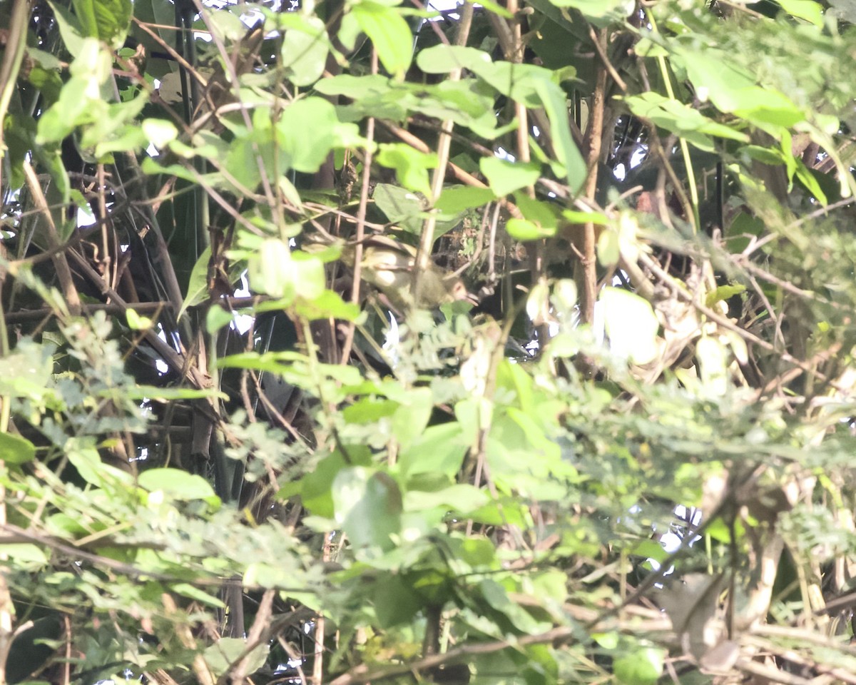 Gray Longbill - ML629826319