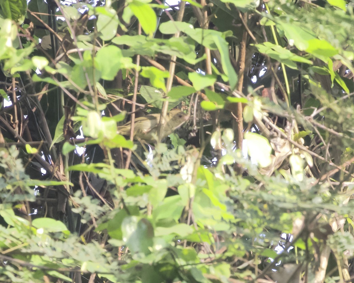Gray Longbill - ML629826320
