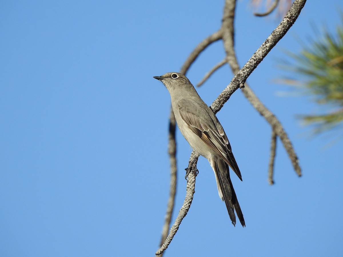 Townsend's Solitaire - ML629826349