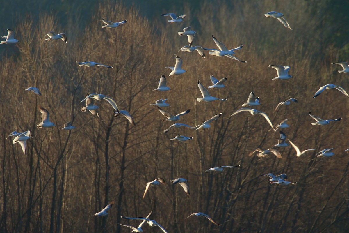 Ring-billed Gull - ML629826575