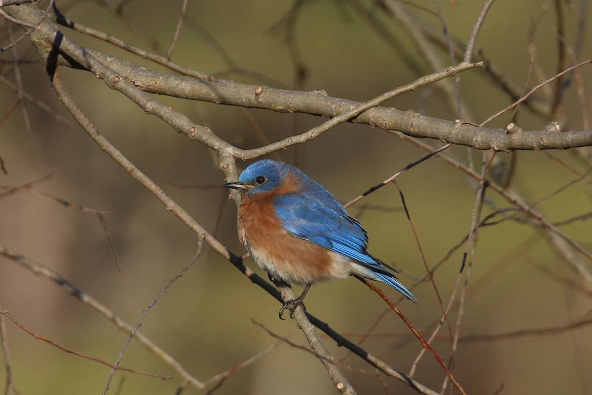Eastern Bluebird - ML629826632