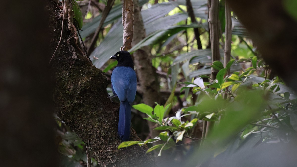 Bushy-crested Jay - ML629827140