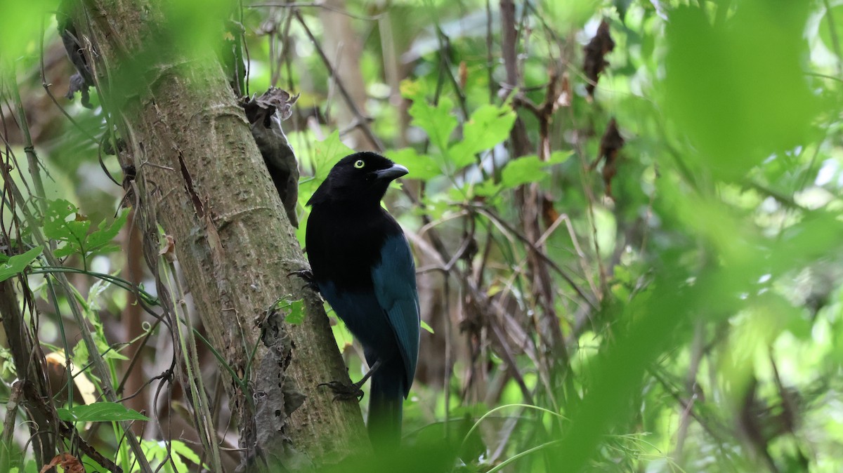 Bushy-crested Jay - ML629827153