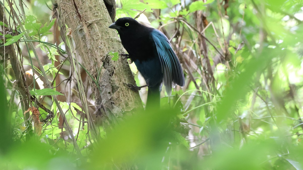 Bushy-crested Jay - ML629827161