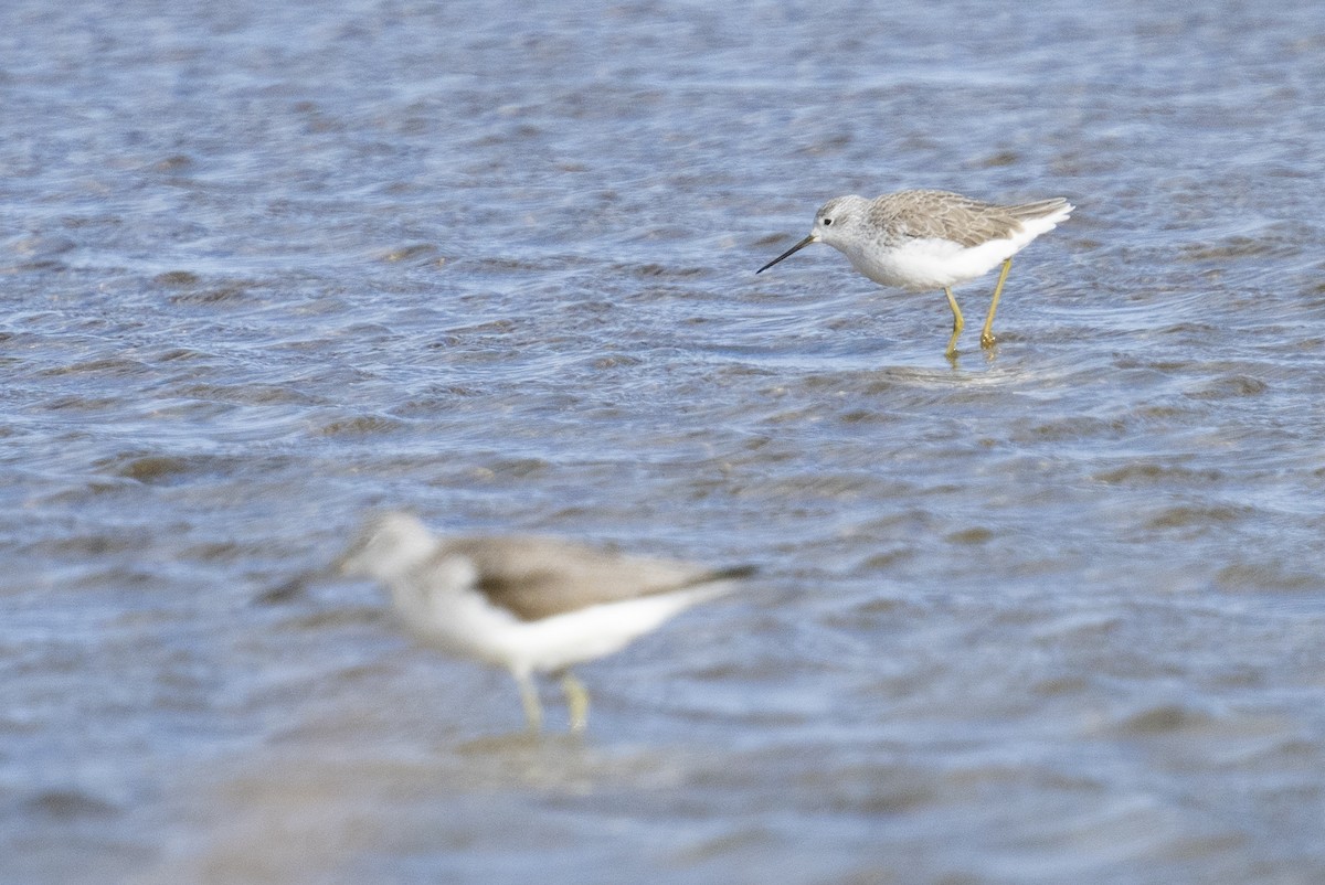 Marsh Sandpiper - ML629827277