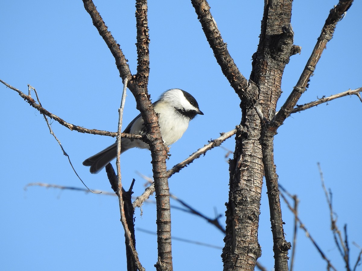 Black-capped Chickadee - ML629827295