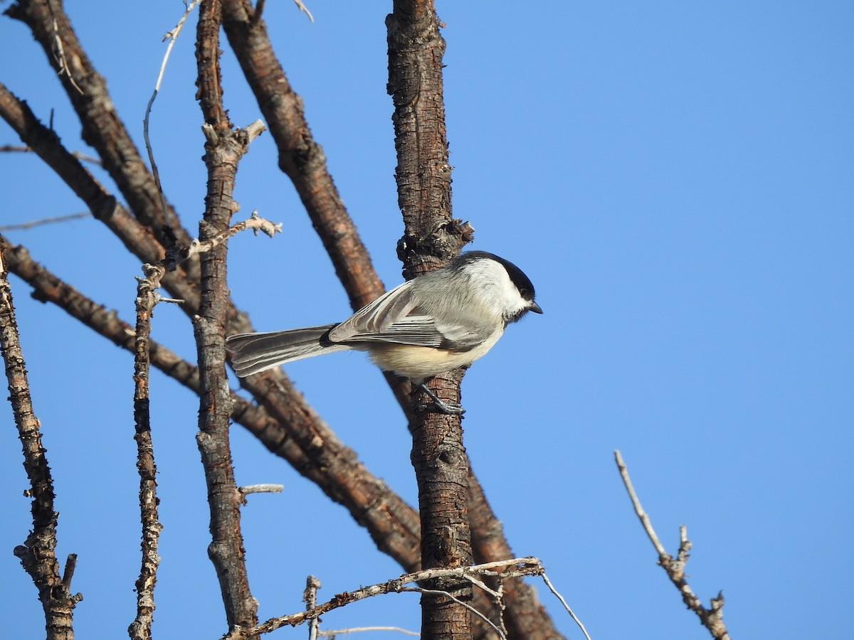 Black-capped Chickadee - ML629827301