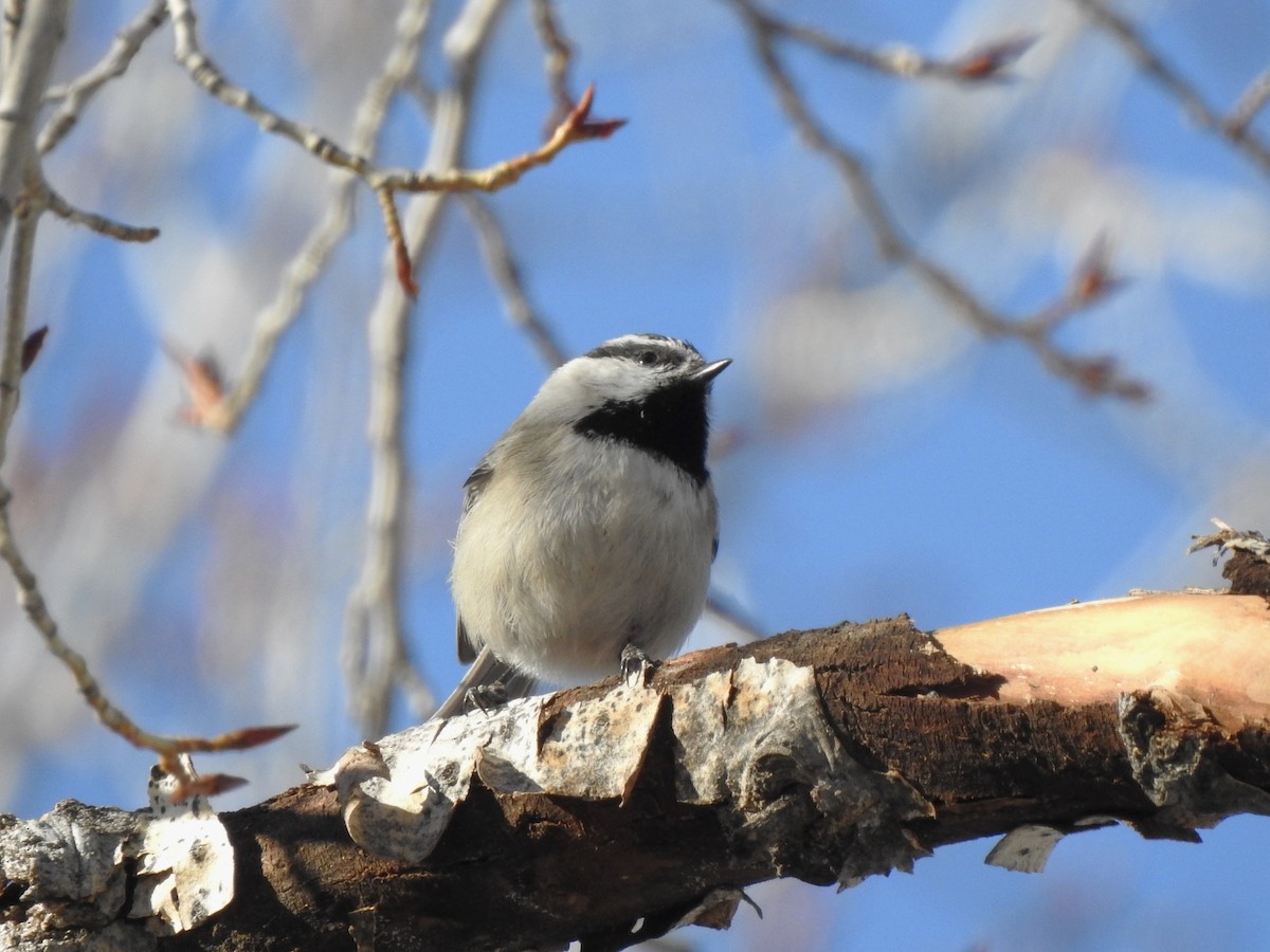 Mountain Chickadee - ML629827307