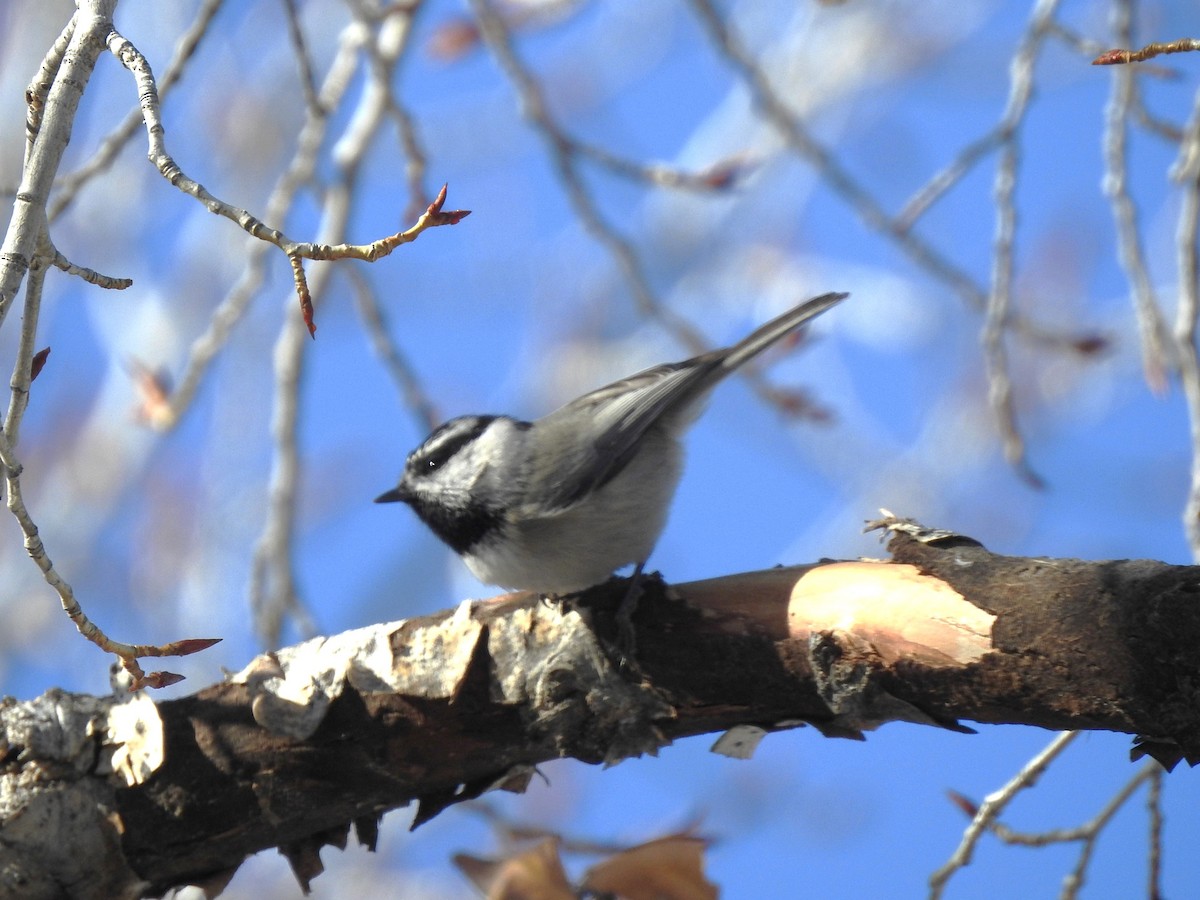 Mountain Chickadee - ML629827309