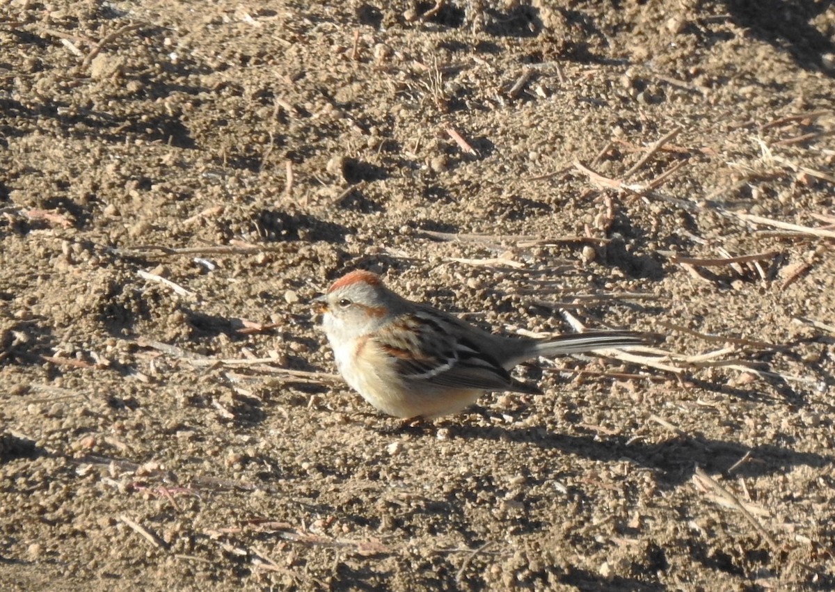 American Tree Sparrow - ML629827316