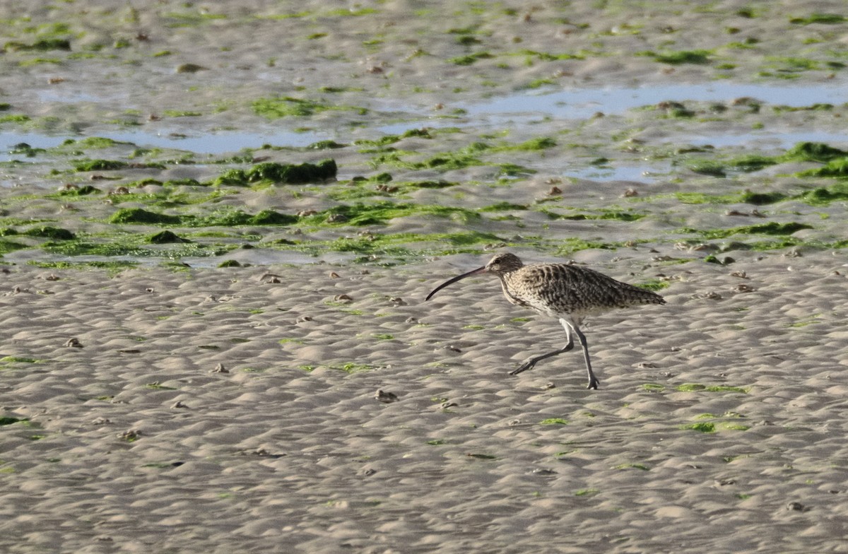 Eurasian Curlew - ML629827414