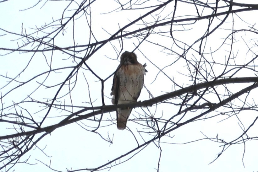 Red-tailed Hawk - ML629827460