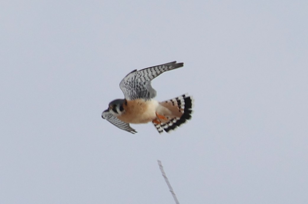 American Kestrel - ML629827476