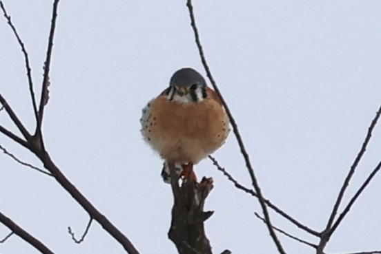 American Kestrel - ML629827477