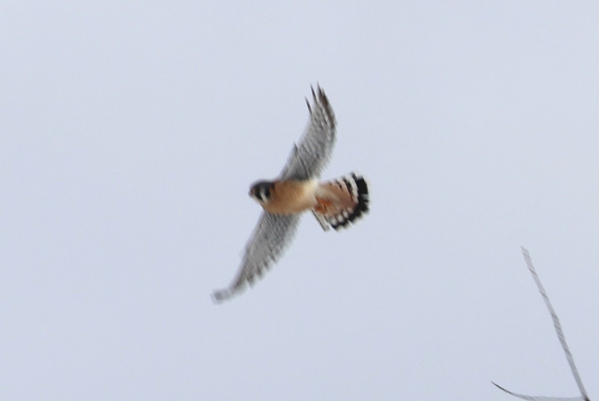 American Kestrel - ML629827479