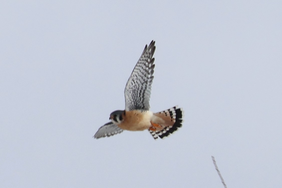 American Kestrel - ML629827480