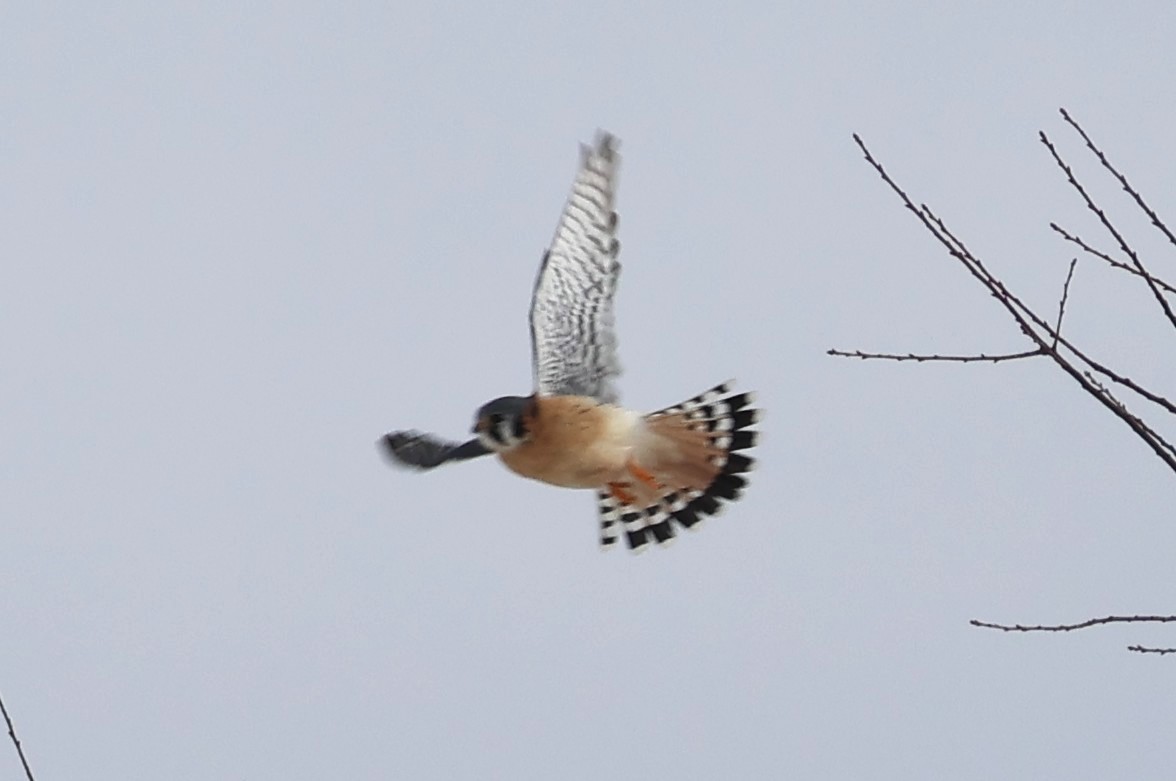 American Kestrel - ML629827481