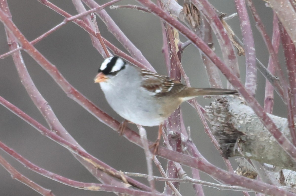 White-crowned Sparrow - ML629827494